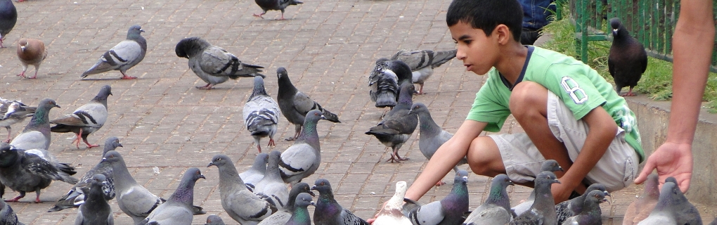 Pigeons have been a friend of fascination for thousands of years.