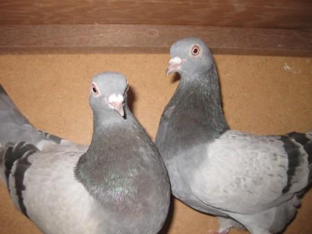 my silvers